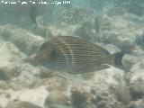 Pez cirujano listado - Acanthurus lineatus. Maldivas