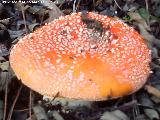 Seta matamoscas - Amanita muscaria. 