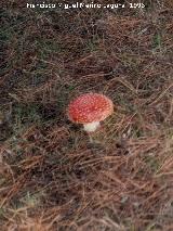 Seta matamoscas - Amanita muscaria. Coto de Doana