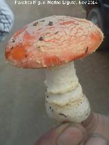 Seta matamoscas - Amanita muscaria. La Carnicera - Castellar