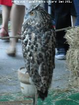 Pjaro Bho real de Bengala - Bubo bengalensis. Jan