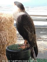 Pjaro Carancho - Caracara plancus. Jan