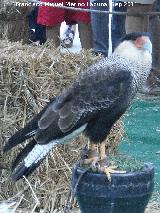 Pjaro Carancho - Caracara plancus. Jan