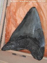 Tiburn Megalodn - Carcharodon megalodon. USA