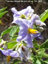 Trompillo - Solanum elaeagnifolium. San Miguel - Linares