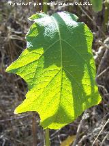 Trompillo - Solanum elaeagnifolium. Hoja. San Miguel - Linares