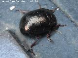 Escarabajo Chrysolina bankii - Chrysolina bankii. Linares