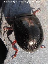 Escarabajo Chrysolina bankii - Chrysolina bankii. Pantano de El Rumblar - Baos de la Encina