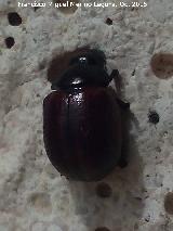 Escarabajo Chrysolina bankii - Chrysolina bankii. Los Villares