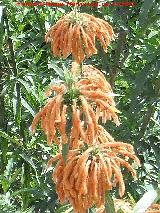 Bignonia de invierno - Pyrostegia venusta. Valencia