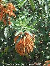 Bignonia de invierno - Pyrostegia venusta. Valencia