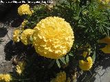 Clavel moro - Tagetes erecta. Jardn Botnico - Jan