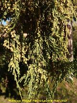 Cedro de incienso - Calocedrus decurrens. Hojas