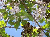 Paulonia imperial - Paulownia tomentosa. Ciudad de los Nios - Jan