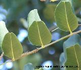 Algarrobo - Ceratonia siliqua. Crdoba