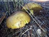 Bojn - Suillus granulatus. Aznaitn - Jimena