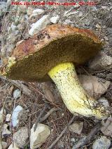 Bojn - Suillus granulatus. Mingo - Jan