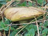 Bojn - Suillus granulatus. Zagrilla Baja - Priego de Crdoba