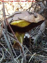 Bojn - Suillus granulatus. El Vaquerizo - Castellar