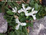 Lirio silvestre - Iris planifolia. Lirio blanco. Cerro Almodovar - Jan