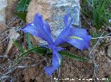 Lirio silvestre - Iris planifolia. Jan