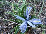 Lirio silvestre - Iris planifolia. Jan