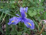 Lirio silvestre - Iris planifolia. Los Caones (Los Villares)