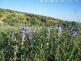 Lirio silvestre - Iris planifolia. Rincn del Jndula - Andjar