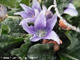 Mandrgora - Mandragora autumnalis. Flor. Cstulo - Linares