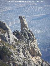 Cerro Salto de la Yegua. Pen de la vertiente Este