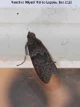 Polilla Noctuido de pirmide - Amphipyra pyramidoides. Los Villares