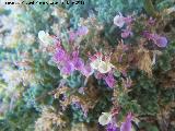 Hierba de la Virgen - Teucrium rotundifolium . Contadero - Los Villares