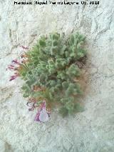 Hierba de la Virgen - Teucrium rotundifolium . Piedra Granadina - Noalejo