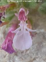 Hierba de la Virgen - Teucrium rotundifolium . Flor. Piedra Granadina - Noalejo