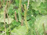 Llantn mayor - Plantago major. Castillo de Locubn