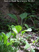 Llantn mayor - Plantago major. Hojas. Tajo de las Palomas - Mocln