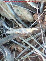 Saltamontes palo - Truxalis nasuta. Cerro de la Atalaya - Navas de San Juan