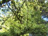 Alerce europeo - Larix decidua. Hojas. Paseo de los Adoquines - Albanchez de Mgina