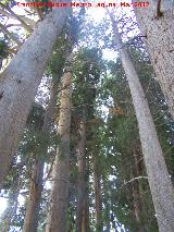 Alerce europeo - Larix decidua. Paseo de los Adoquines - Albanchez de Mgina