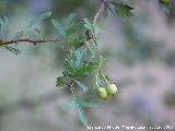 Majuelo - Crataegus monogyna. Los Villares