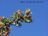 Majuelo - Crataegus monogyna. Los Villares