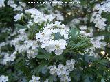 Majuelo - Crataegus monogyna. Los Villares