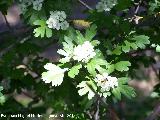 Majuelo - Crataegus monogyna. Laguna Grande - Baeza