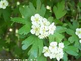 Majuelo - Crataegus monogyna. Laguna Grande - Baeza