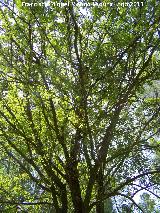 Majuelo - Crataegus monogyna. Pea del Olivar - Siles