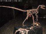 Deinonico - Deynonychus antirrhopus. 