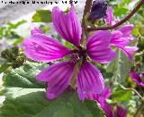 Malva - Malva sylvestris. Jan