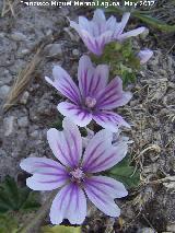 Malva - Malva sylvestris. Tozar - Mocln