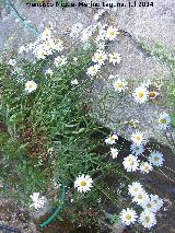 Margarita de prado - Leucanthemum vulgare. Central Hidroelctrica de Ro Fro - Los Villares