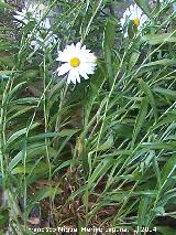 Margarita de prado - Leucanthemum vulgare. Central Hidroelctrica de Ro Fro - Los Villares